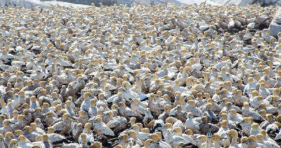 Dense breeding colony of Cape gannets covering Bird Island Nature Reserve near Lambert's Bay on South Africa's West Coast.