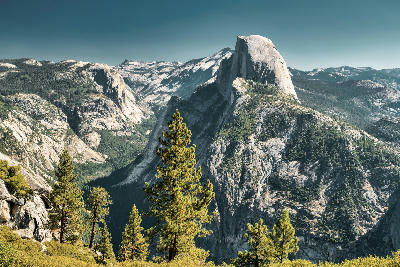 Half Dome from Glacier Point with pine trees in the foreground