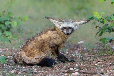 Adult bat-eared fox sitting beside its den in Mashatu Game Reserve, Tuli Block, Botswana.