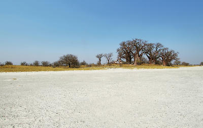 Baines Baobabs beside the white salt flats of Nxai Pan in Botswana.