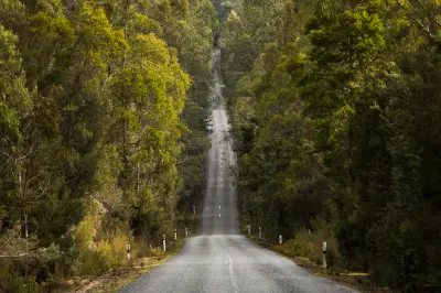 Remote Gordon River Road running through dense forest in Tasmania’s western wilderness.