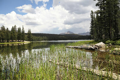 alpine meadow lake with reeds in Tuolumne Meadows Yosemite