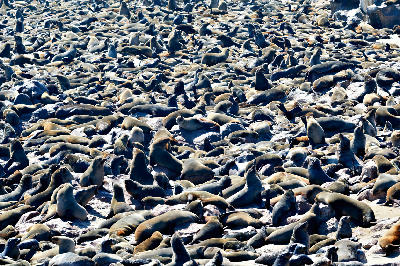 Dense colony of Cape fur seals gathered across rocky coastal terrain on Namibia’s Skeleton Coast.