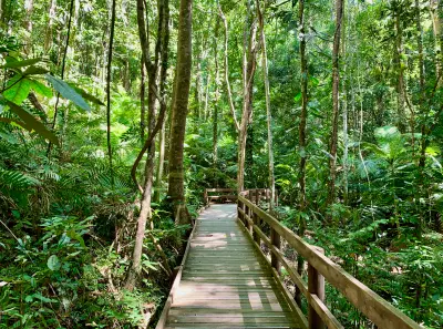 A wooden boardwalk with railings cuts through a dense tropical jungle filled with tall trees, lush ferns, and sunlit green palms.