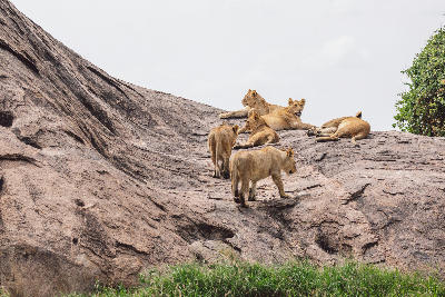 Lion pride resting and climbing across a granite kopje in Seronera Valley, Serengeti National Park, Tanzania.
