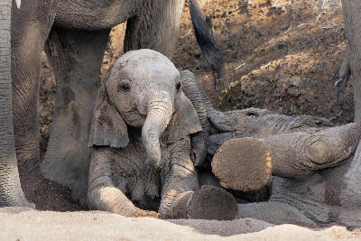 Two playful African elephant calves interacting in a sandy riverbed in Mashatu Game Reserve, Tuli Block, Botswana.