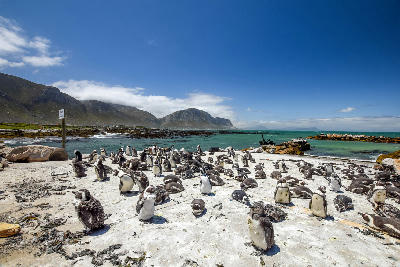 African penguins gathered along the rocky shoreline at Stony Point Penguin Colony in Betty’s Bay, Western Cape, South Africa.