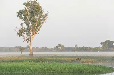 Lone paperbark tree standing on a grassy floodplain surrounded by low morning mist at Yellow Water Billabong, Kakadu National Park.