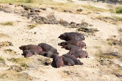 Group of hippopotamuses resting on the banks of the Olifants River in Kruger National Park, South Africa.