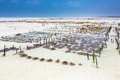 Seaweed farms exposed at low tide off Jambiani Beach with shallow tidal flats and distant kiteboarders, Zanzibar, Tanzania.