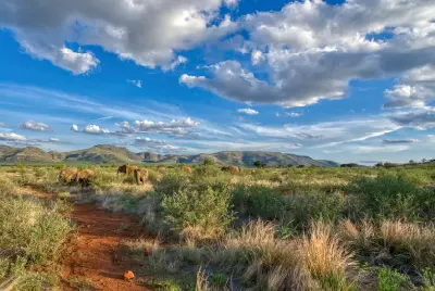 Elephants grazing in open bushveld with volcanic hills and dramatic clouds in Pilanesberg National Park, South Africa.
