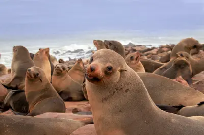Cape fur seals resting together at the Cape Cross seal colony along Namibia’s Skeleton Coast.