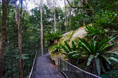 Elevated walking path winding through dense Minnamurra Rainforest past moss-covered boulders, tall trees and large bird’s nest ferns.