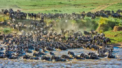 Thousands of wildebeest crossing the Mara River during the Great Migration in northern Serengeti National Park, Tanzania.