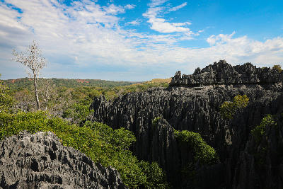 Limestone pinnacles rising above dry forest in Tsingy de Bemaraha National Park, Madagascar