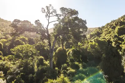 Giant yellowwood tree towering above dense indigenous forest in the Knysna Forests near Nature's Valley on South Africa's Garden Route.