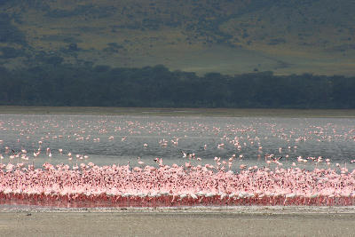 Thousands of lesser flamingos feeding along the shores of Lake Magadi in Ngorongoro Crater, Tanzania.