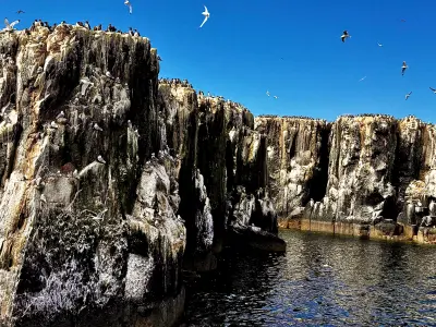 Steep rocky cliffs crowded with nesting seabirds, with birds flying overhead and seawater below at the Farne Islands, Northumberland.
