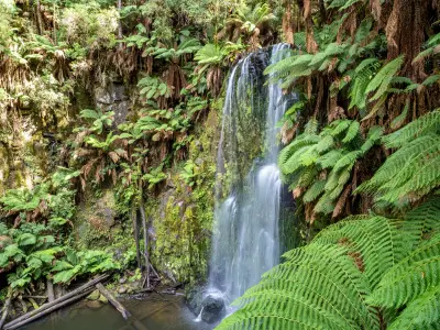 Beauchamp Falls surrounded by lush tree ferns and moss-covered rock in the Otway Ranges, Victoria.