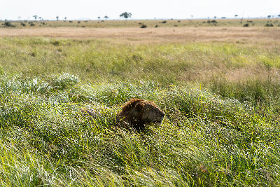 Lion resting in tall grass on the Mkata Floodplain in Mikumi National Park, Tanzania.