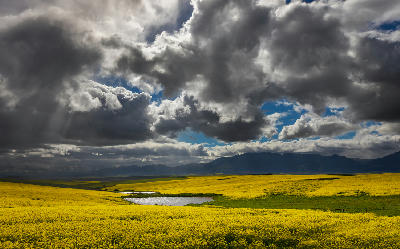 Dark storm clouds above bright yellow canola fields and distant mountains in the Overberg region near Arniston, South Africa.