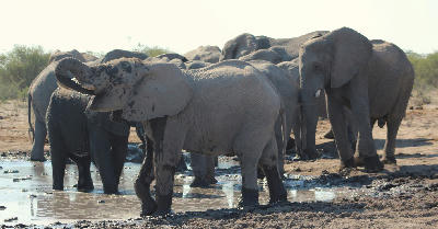 Herd of African elephants drinking and standing around a muddy watering hole in the Central Kalahari Game Reserve, Botswana.