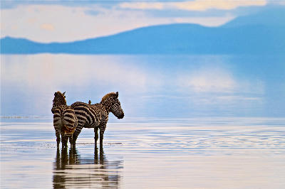 Two zebras standing in the shallow waters of Lake Manyara with reflections and the Rift Valley escarpment in the background.