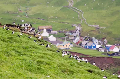 Mykines Island puffins near Mykines village