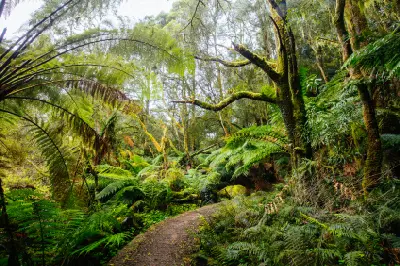 Walking trail surrounded by tree ferns and moss-covered trees near Hopetoun Falls, Victoria.