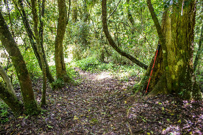 Hiking trail through indigenous forest in Woodbush Forest near Magoebaskloof, Limpopo, South Africa.