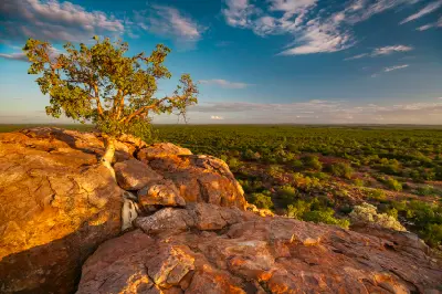 Rock fig on sandstone cliffs overlooking the Tuli Block wilderness in eastern Botswana at sunset.