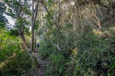 Forest hiking trail near Salt River Mouth in Nature's Valley on South Africa's Garden Route.
