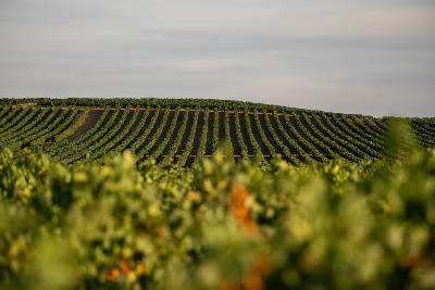 Vineyard rows across rolling farmland in the Elgin Valley wine region of the Western Cape, South Africa.