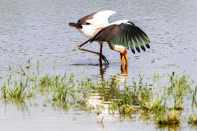 Yellow-billed stork feeding in shallow water at Sunset Dam in Kruger National Park.