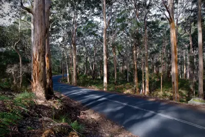 Caves Road winding through tall karri trees in Boranup Karri Forest near Margaret River, Western Australia.