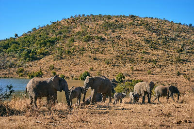 Herd of African elephants with several young calves standing beside a waterhole in Pilanesberg National Park, surrounded by dry grassland and rolling bush-covered hills under a clear blue sky.
