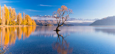 That Wanaka Tree reflected in Lake Wanaka with golden autumn trees and mountain backdrop in Wanaka, South Island, New Zealand.