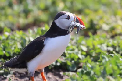 Atlantic puffin with orange beak carrying several sand eels, standing among green vegetation on the Farne Islands, Northumberland.