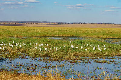 Cattle egrets feeding in the marshes and shallow water of Silale Swamp in Tarangire National Park, Tanzania.