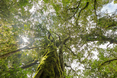 Moss-covered indigenous forest tree and canopy in Woodbush Forest near Magoebaskloof, Limpopo, South Africa.