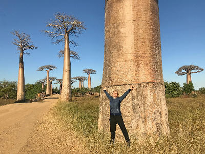 Tourist standing beside giant baobab trees along the Avenue of the Baobabs in western Madagascar