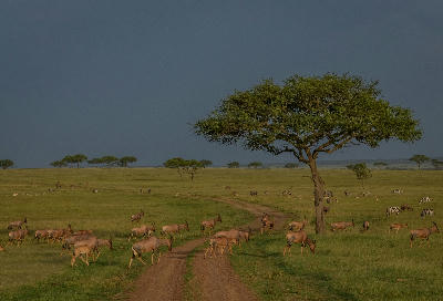 Topi grazing beneath an umbrella acacia on the open plains near the Grumeti River in the Western Serengeti, Tanzania.