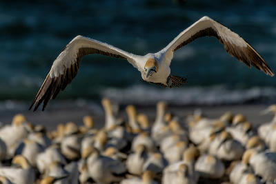 Cape gannet in flight above the breeding colony on Bird Island Nature Reserve near Lambert's Bay, South Africa.