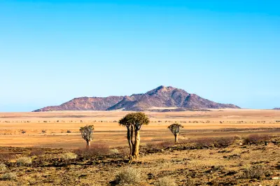 Quiver trees standing across a dry desert landscape with distant mountains beneath a clear blue sky in Namibia.