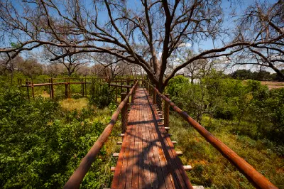 Elevated wooden boardwalk through riverine woodland beside the Limpopo River in Mapungubwe National Park.