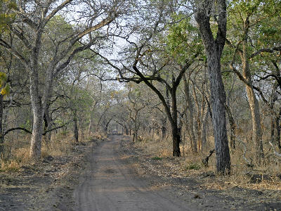 Dirt safari road through miombo woodland in Katavi National Park, Tanzania.