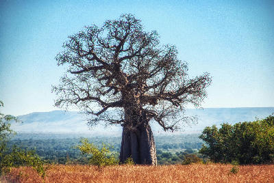 Ancient baobab tree overlooking the savanna at Baobab Springs in Ruaha National Park, Tanzania.