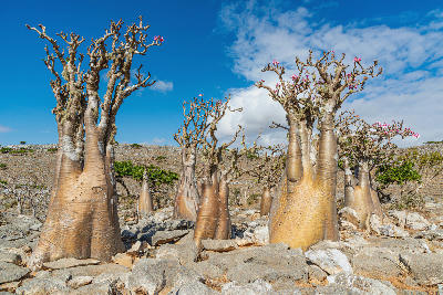 Socotra Island, Yemen (UNESCO World Heritage Site)