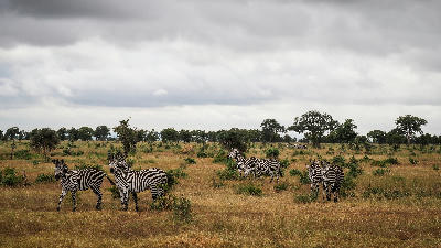 Plains zebras scattered across open grassland in Mikumi National Park, Tanzania.