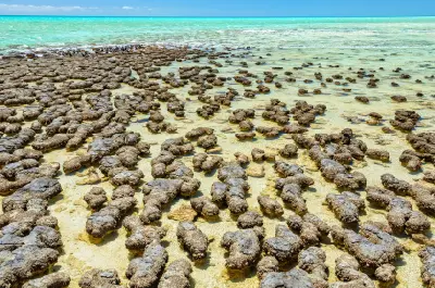 Dense stromatolite formations rising from the clear shallow waters of Hamelin Pool.
